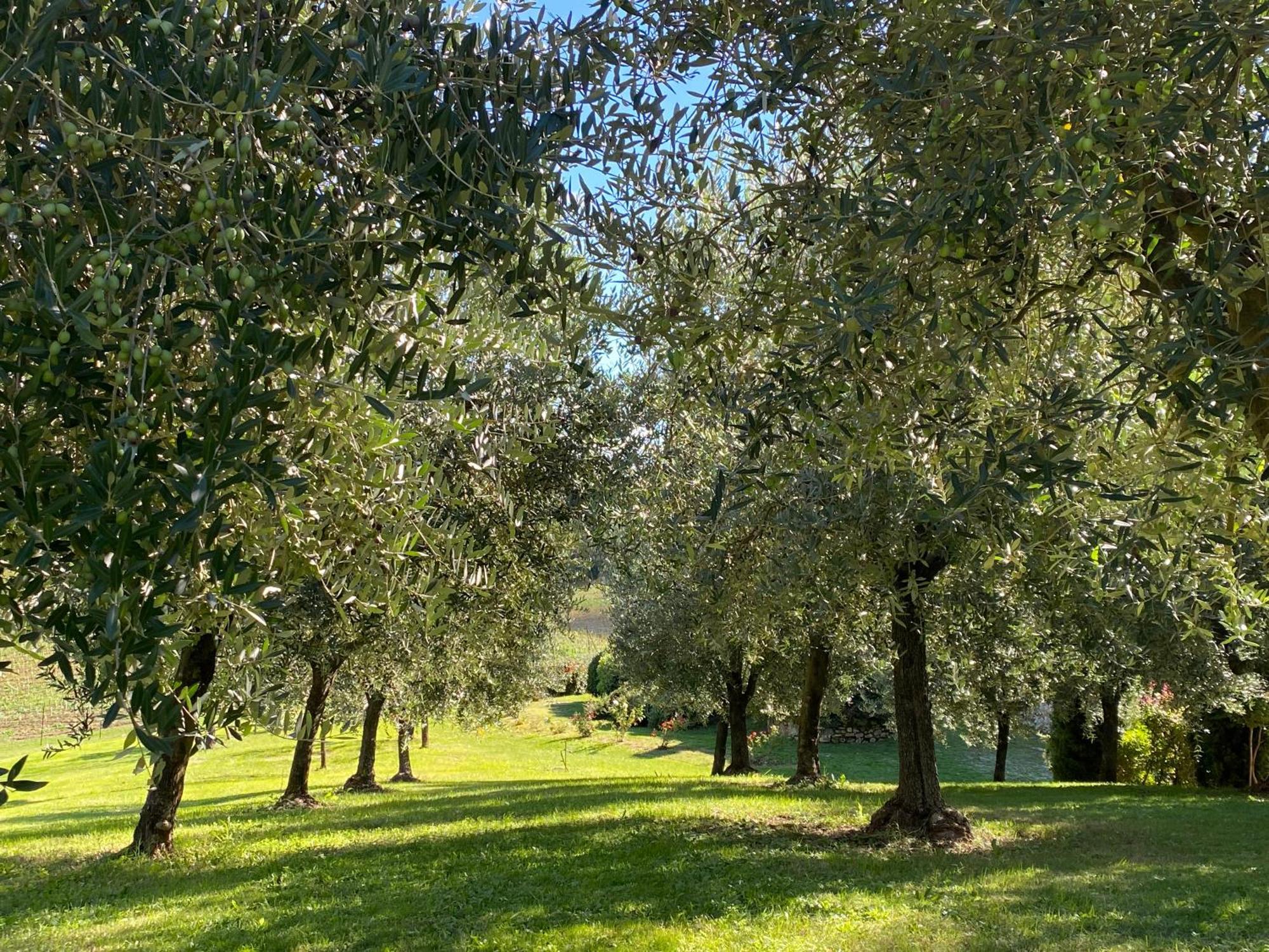 Podere Casanuova San Gimignano Exterior foto