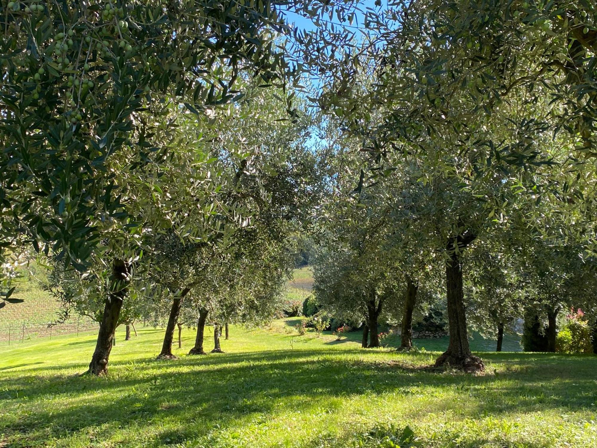 Podere Casanuova San Gimignano Exterior foto